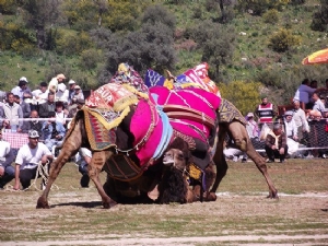 Camel Wrestling Festival