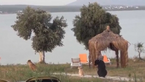 Yeşilkent Bars & Pubs